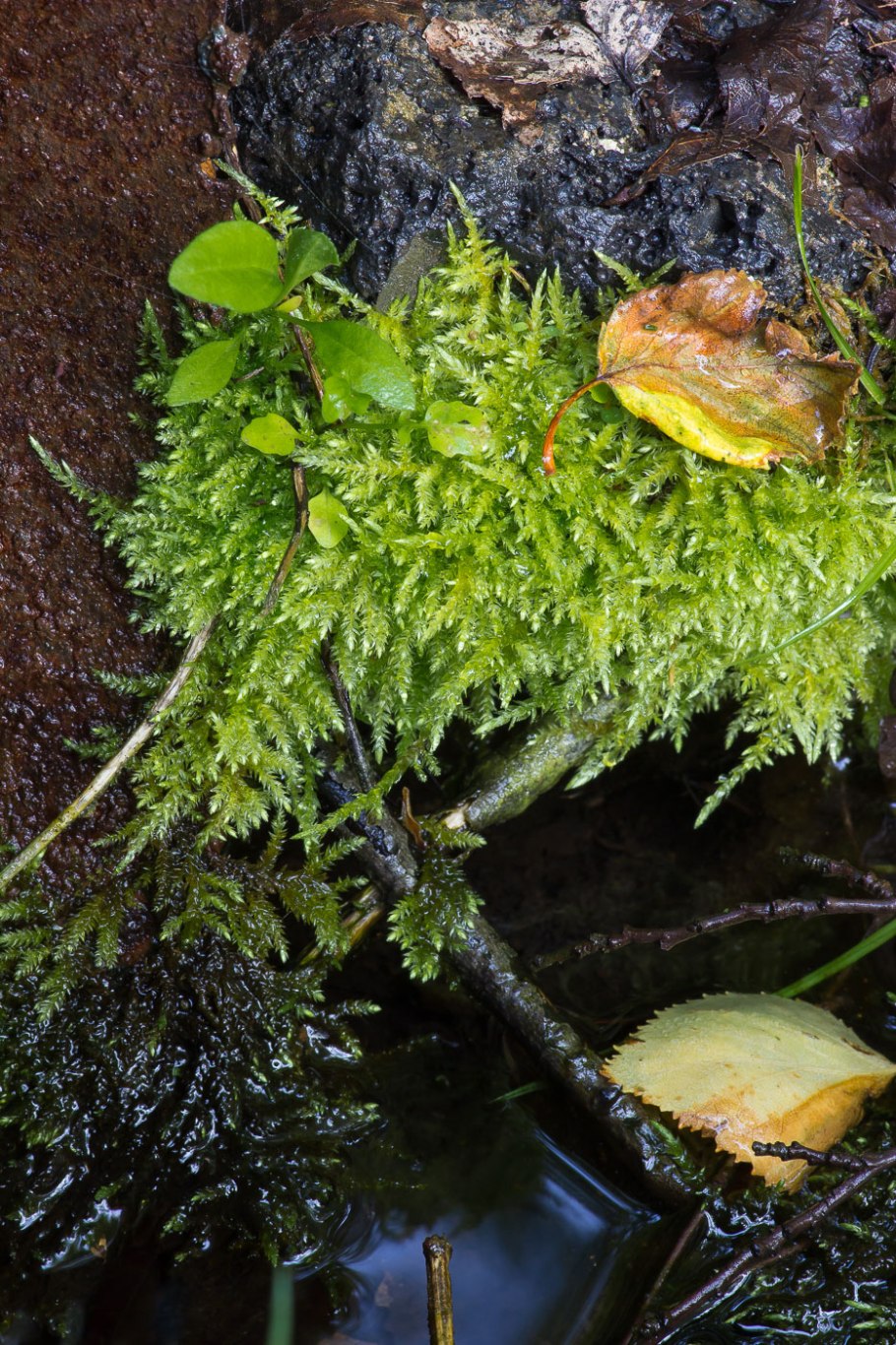 Homalothecium lutescens