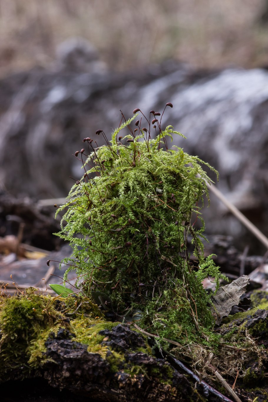 Brachythecium salebrosum