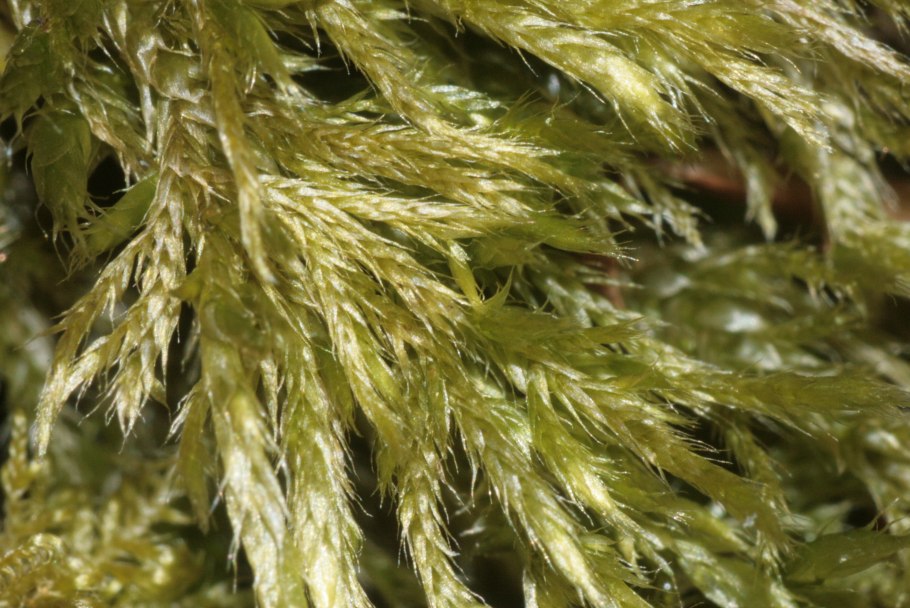 Брахитециум полевой