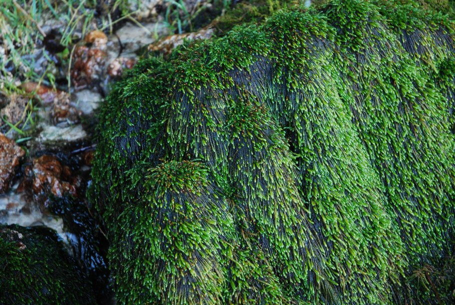 Brachythecium salebrosum