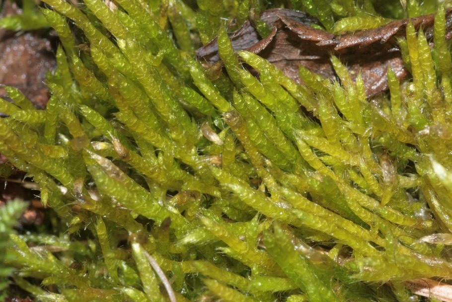 Brachythecium albicans