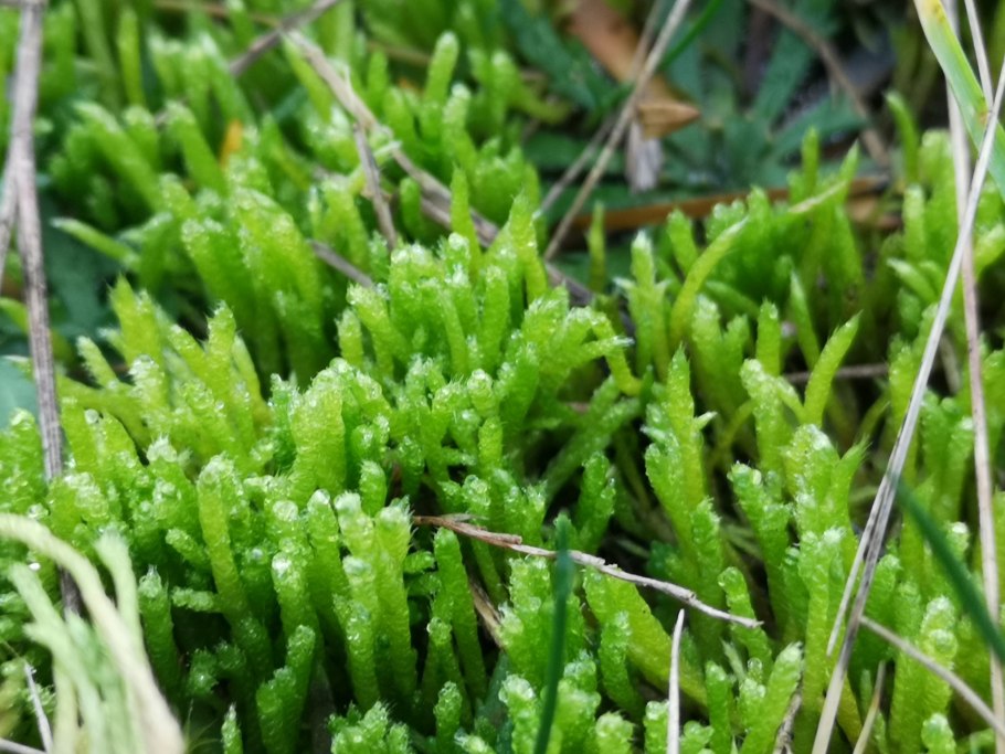 Брахитециум мох