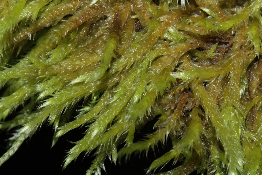 Brachythecium salebrosum