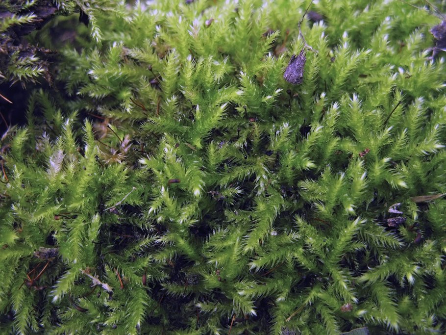 Brachythecium salebrosum