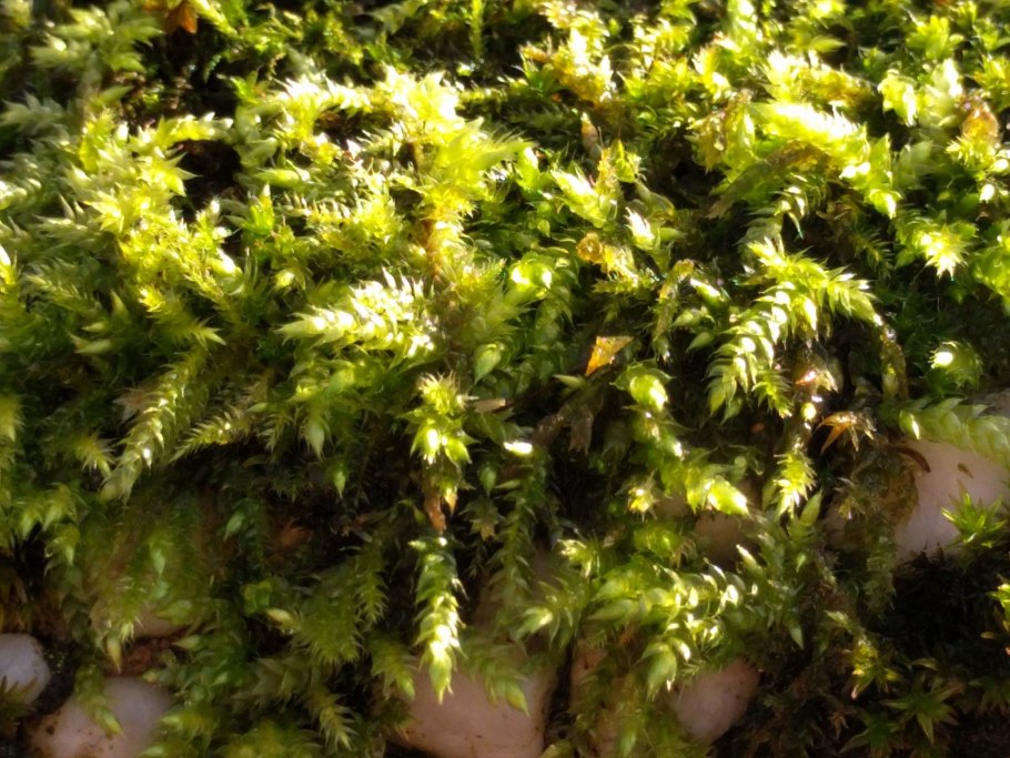 Brachythecium geheebii