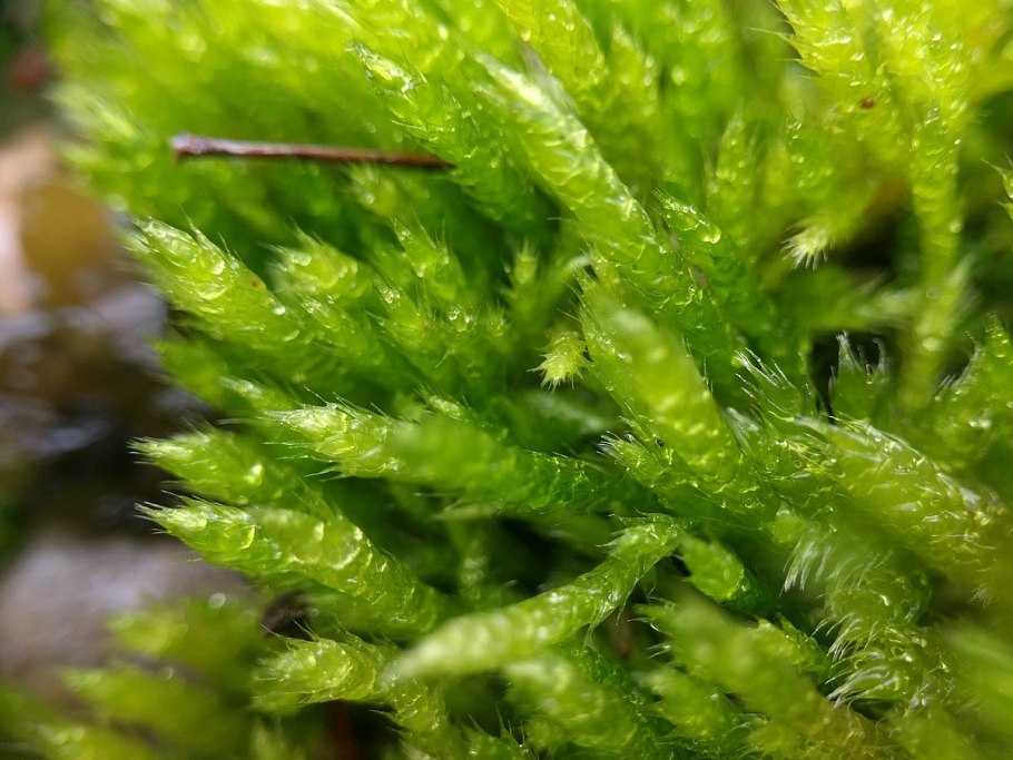 Brachythecium rivulare