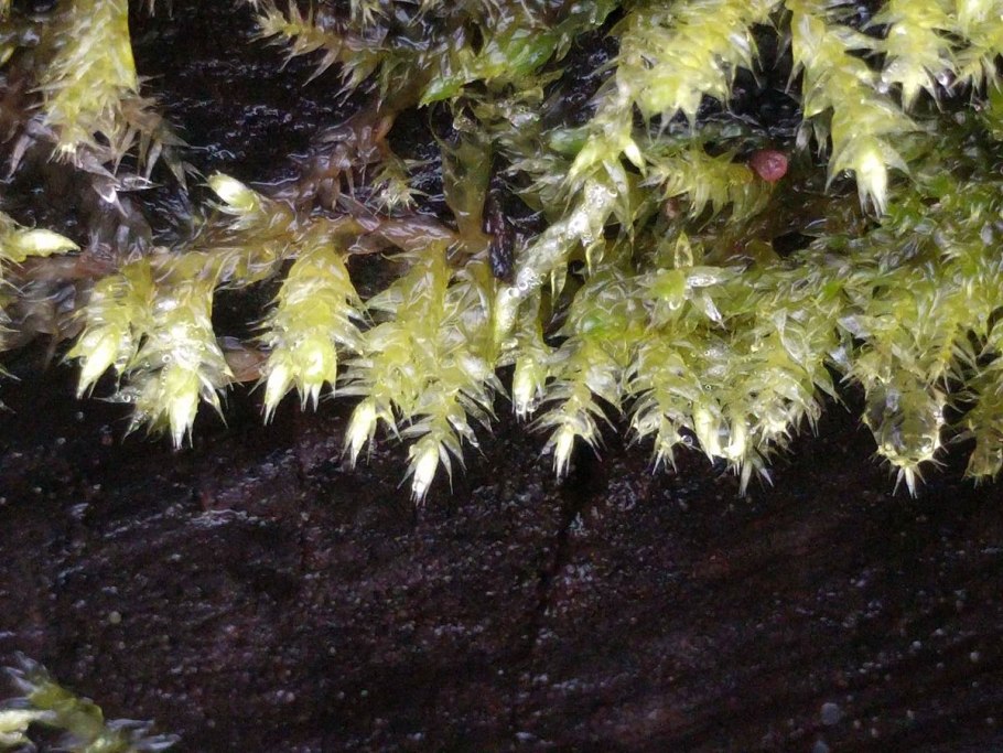 Brachythecium rutabulum