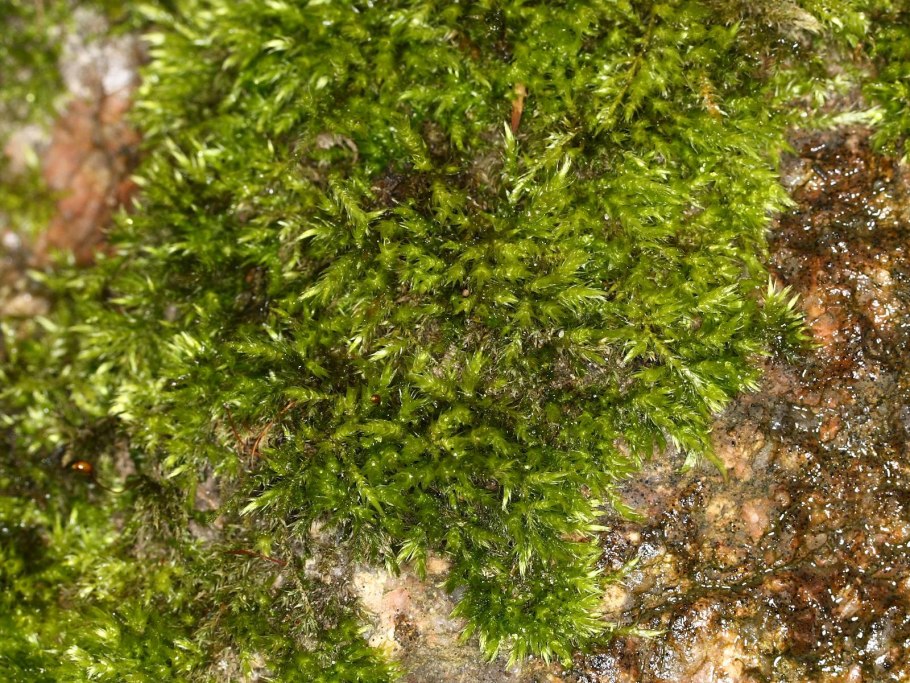 Brachythecium microskopiye