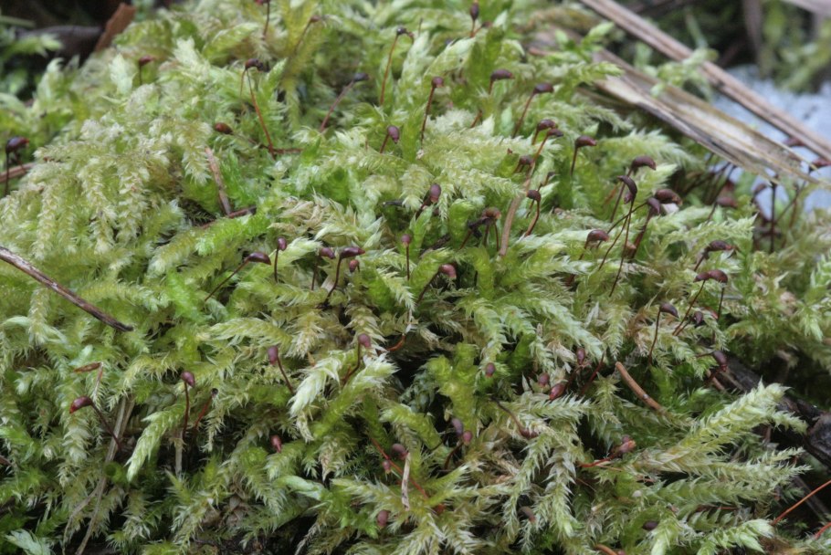 Brachythecium rivulare