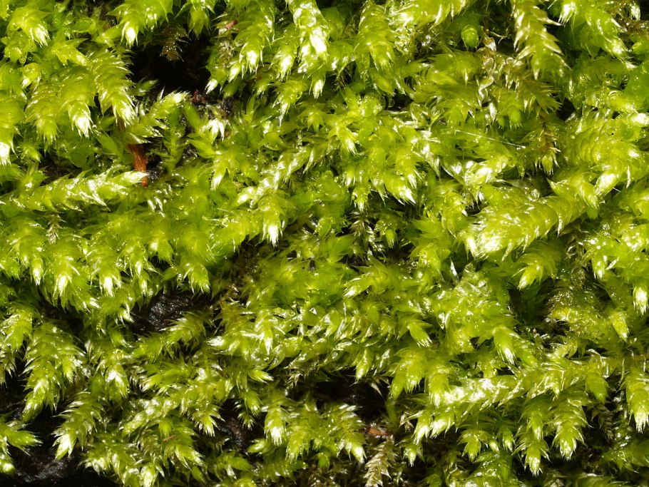 Brachythecium rivulare