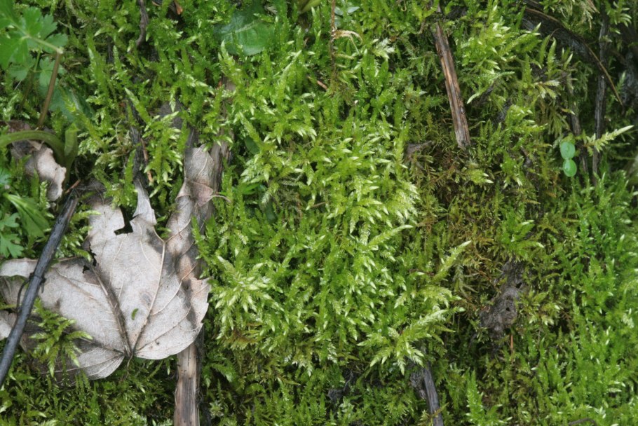 Brachythecium rivulare