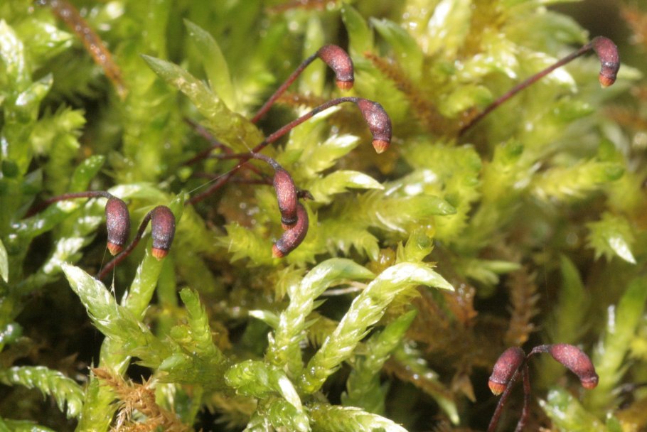 Brachythecium velutinum