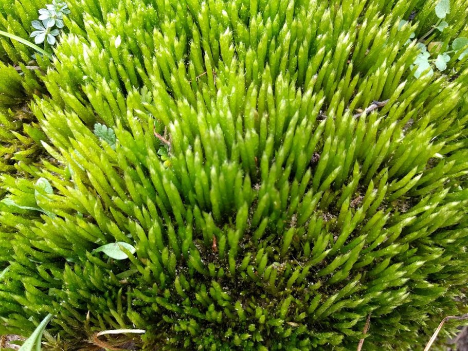 Brachythecium rivulare