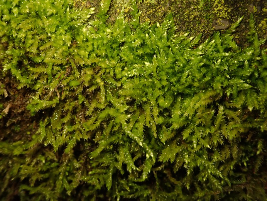 Шульция косматая циррифиллюм волосоносный брахитециум Кочерга