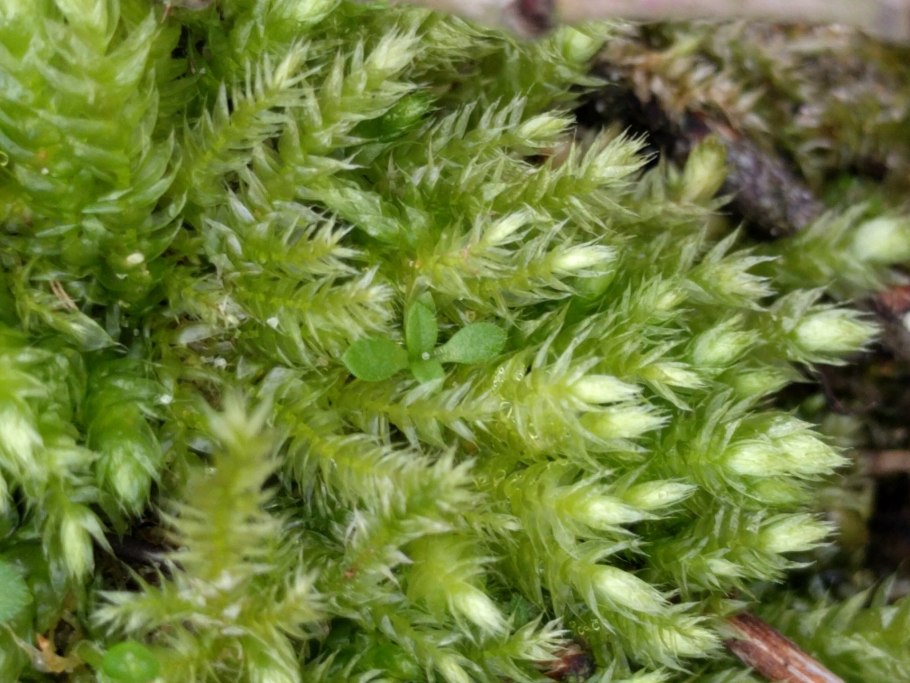 Brachythecium rutabulum