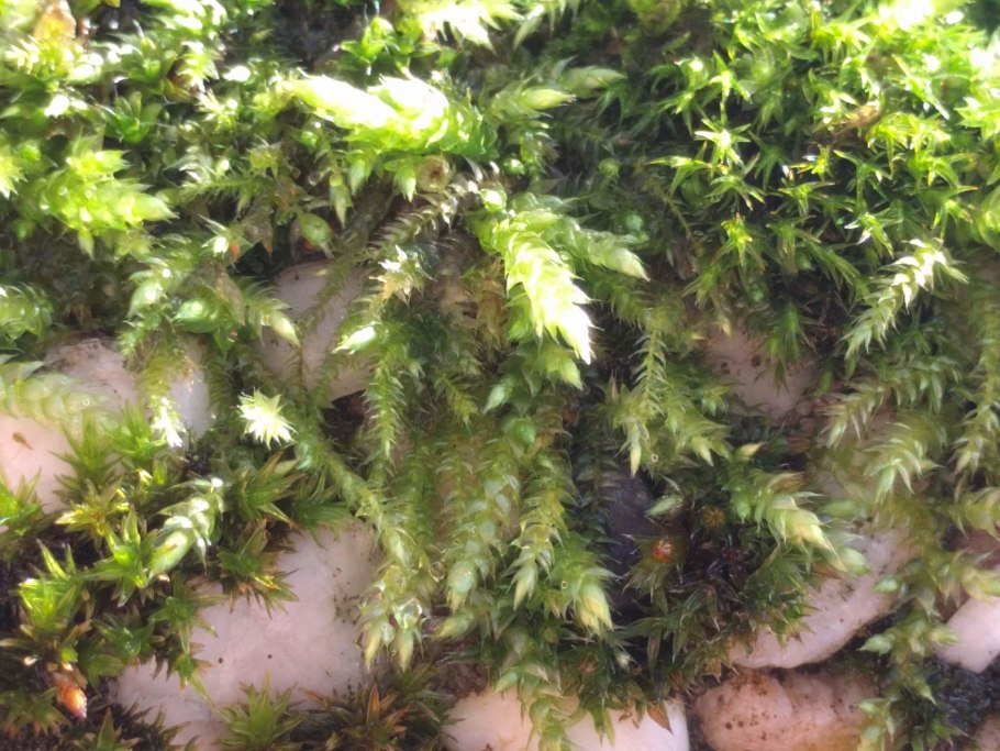 Brachythecium rivulare