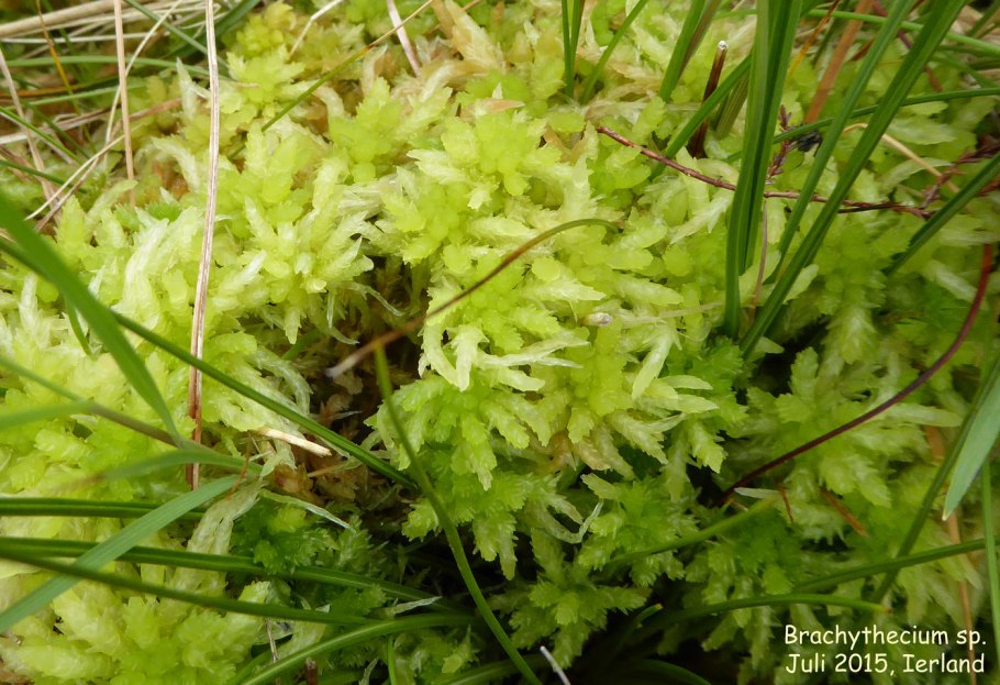 Брахитециум беловатый