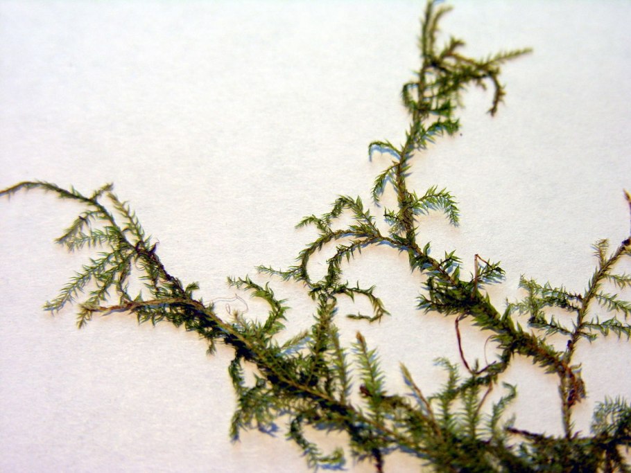 Brachythecium rivulare