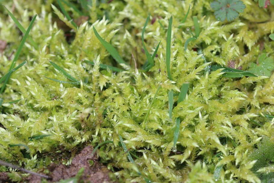 Sphagnum peat moss
