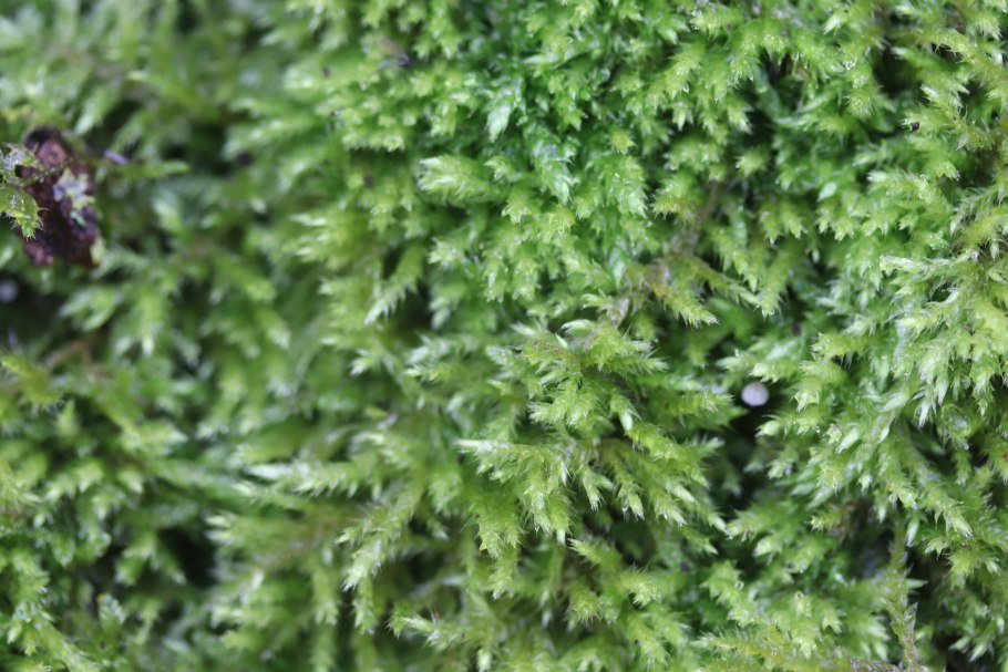 Brachythecium reflexum