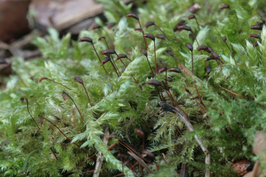 Брахитециум мох