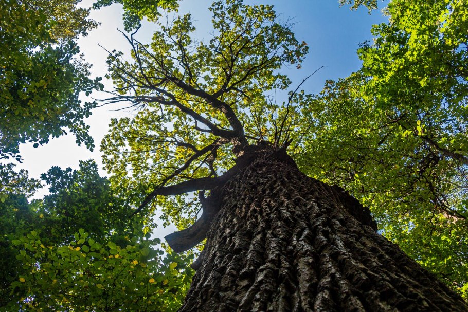 Дуб великан Саратов Кумысная Поляна