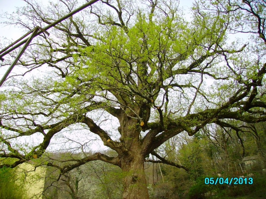 Дуб великан Саратов Кумысная