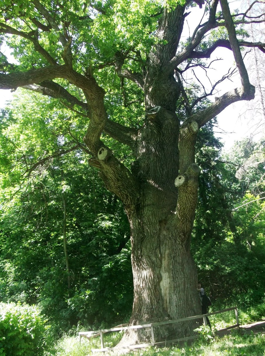 Дуб в станице Вешенская