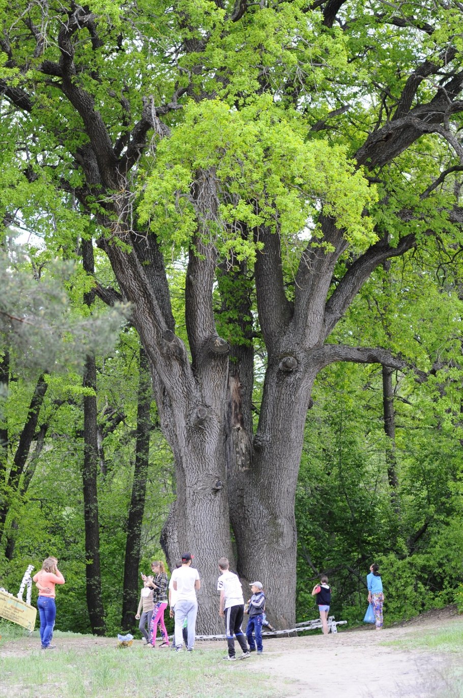 Дуб великан Молдаванское