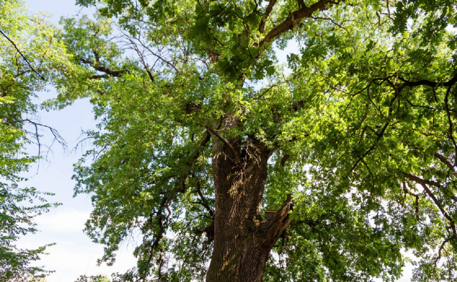 Дуб великан Молдаванское