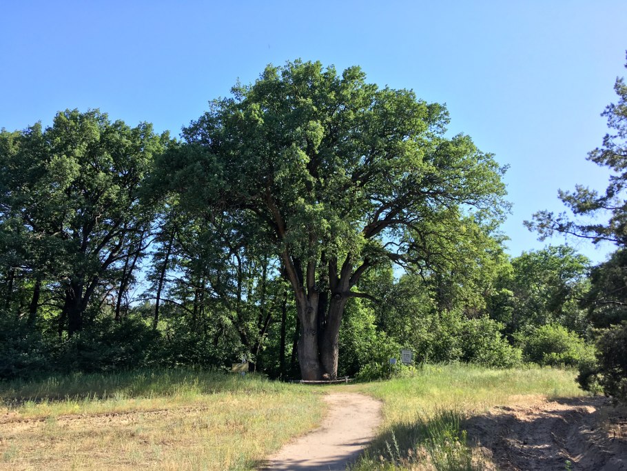 Беловежская пуща деревья великаны