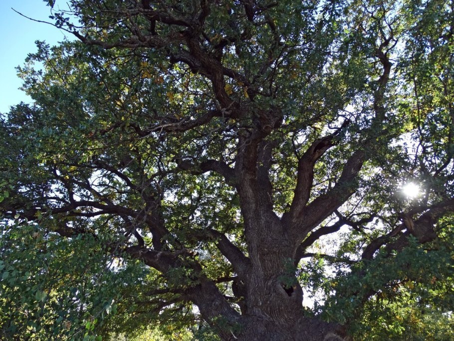 Каменнобродский монастырь Волгоградская дубы