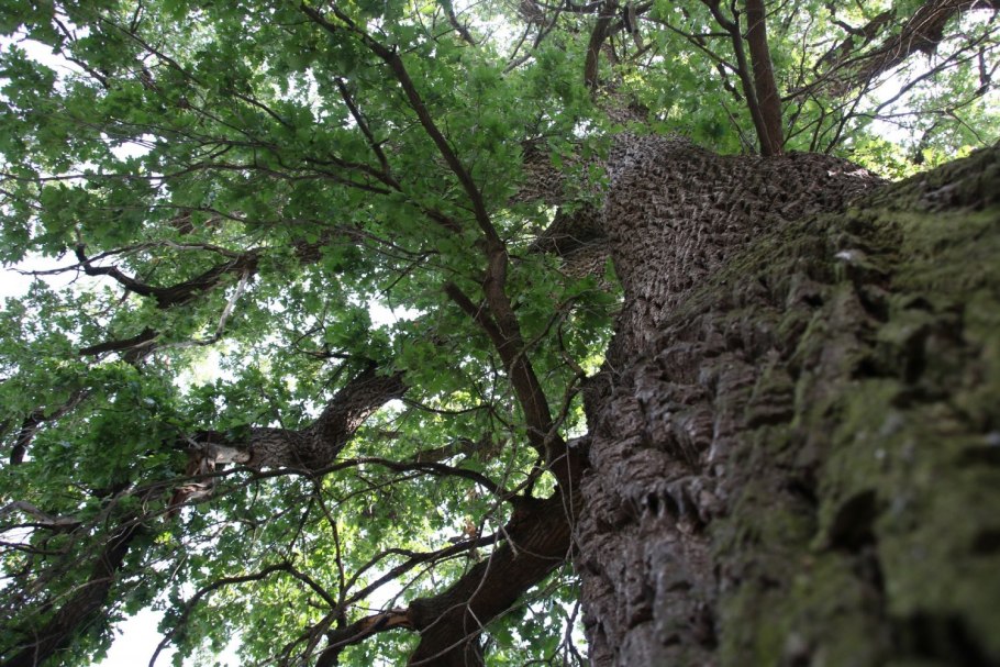 Столетний дуб станица Вешенская