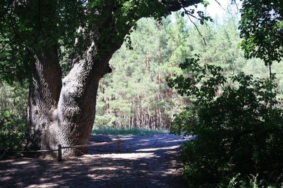 Дуб в Агое