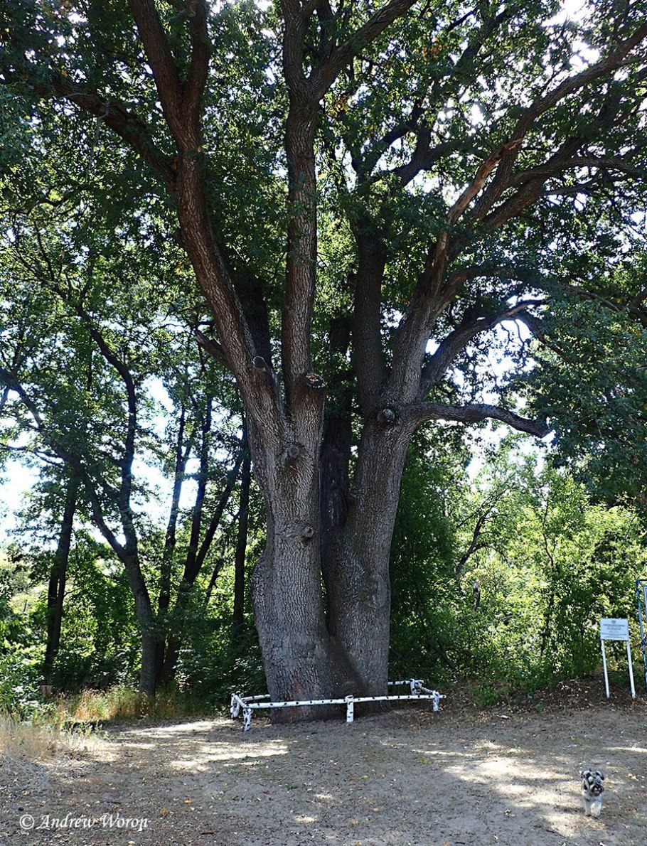 Шолоховский дуб