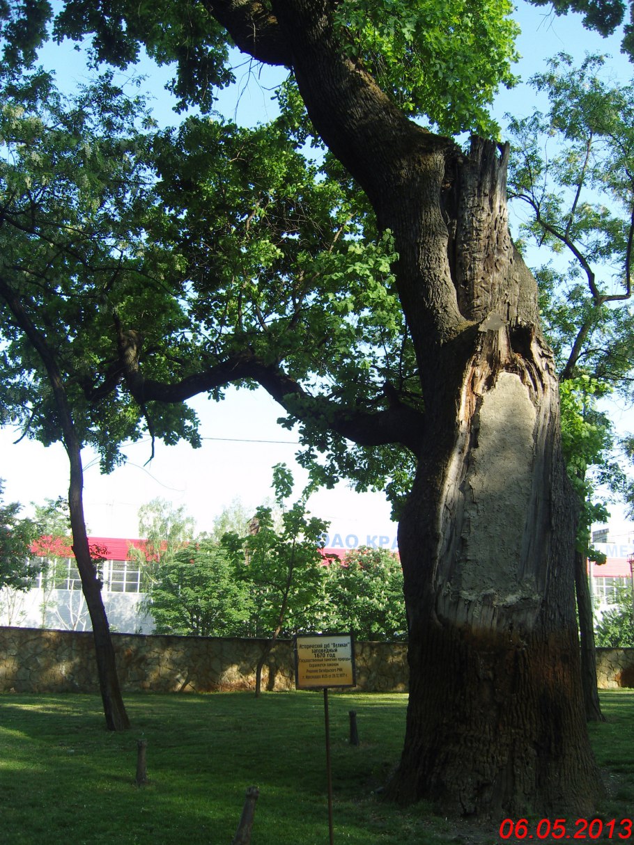 Вешенская дуб великан