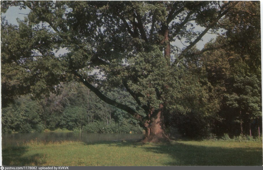 Дуб великан Адыгея