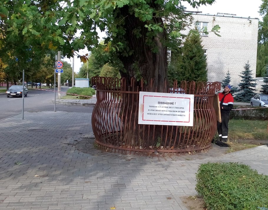 Дуб черешчатый раскидистая крона