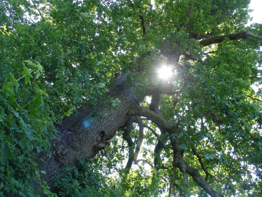 Дуб богатырь Тавриды