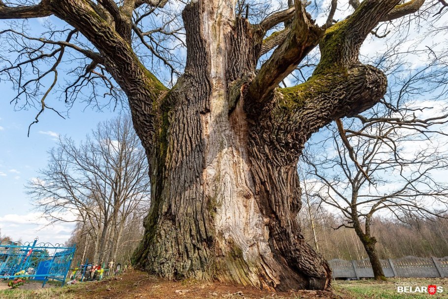 Дуб великан Агой