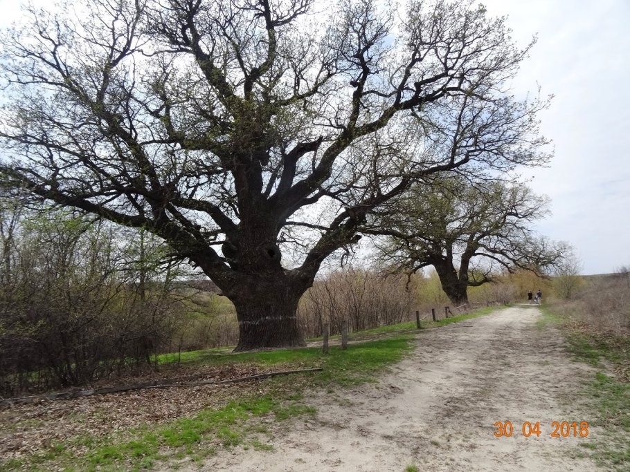 Вешенская дуб великан