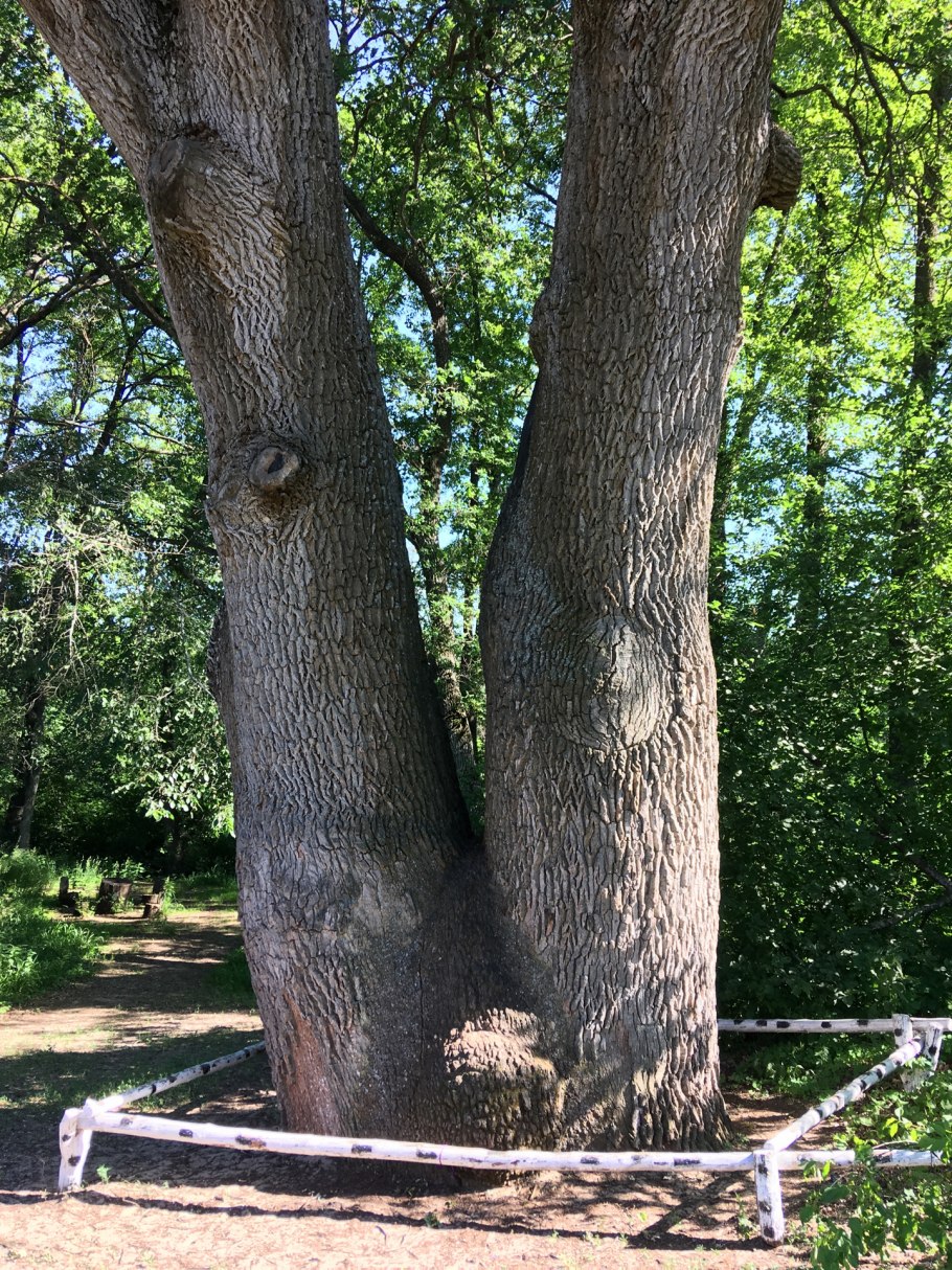 Дуб великан Саратов Кумысная