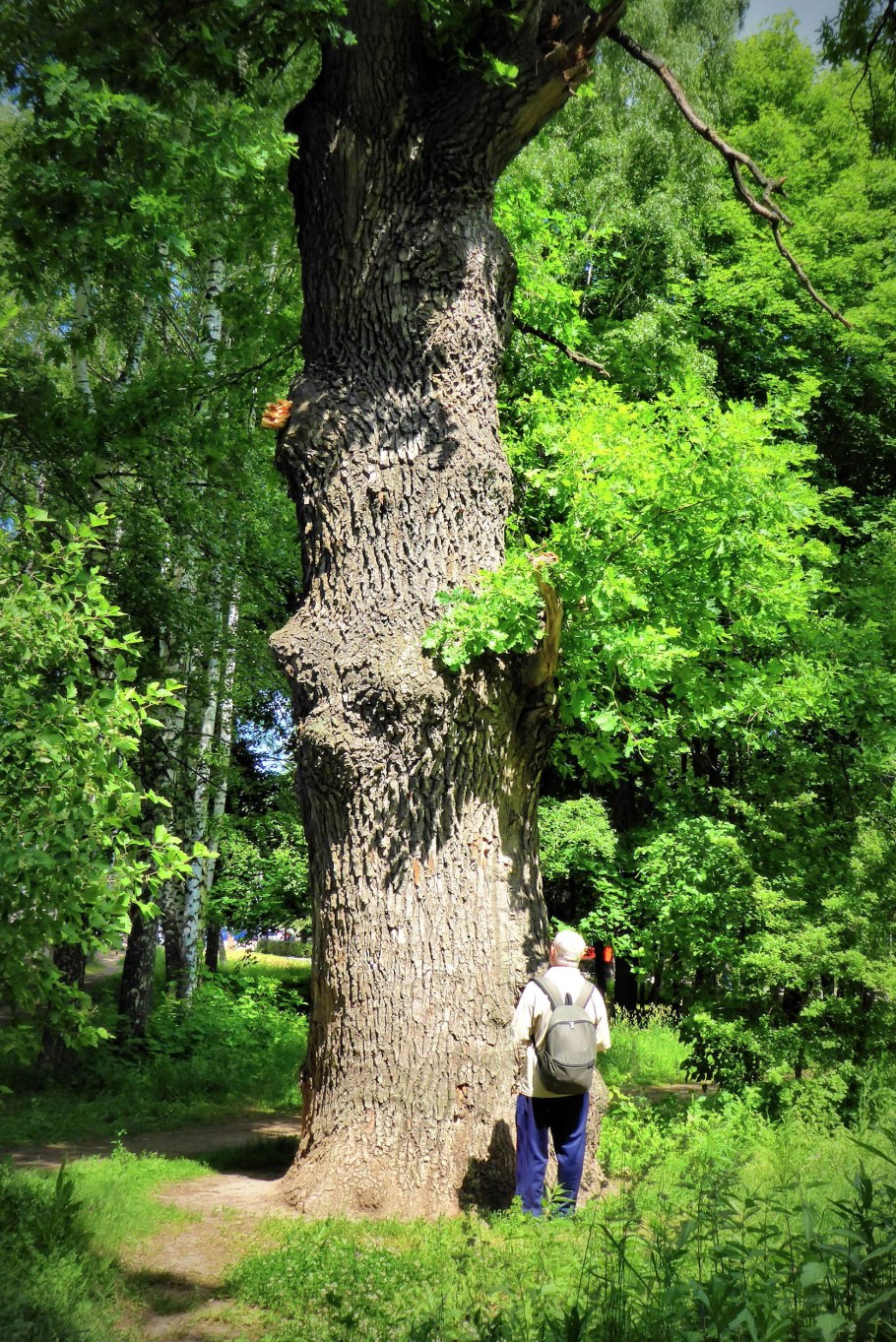 Парк Горького Краснодар дуб