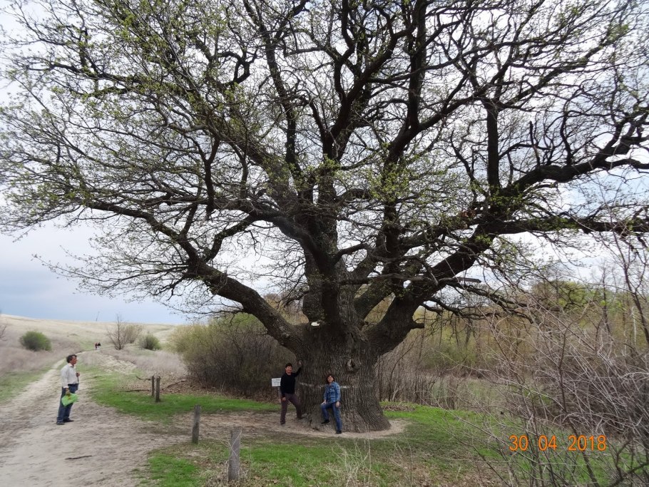 Вешенский дуб великан