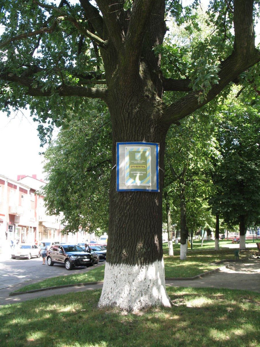 Дуб Петра Свенский монастырь