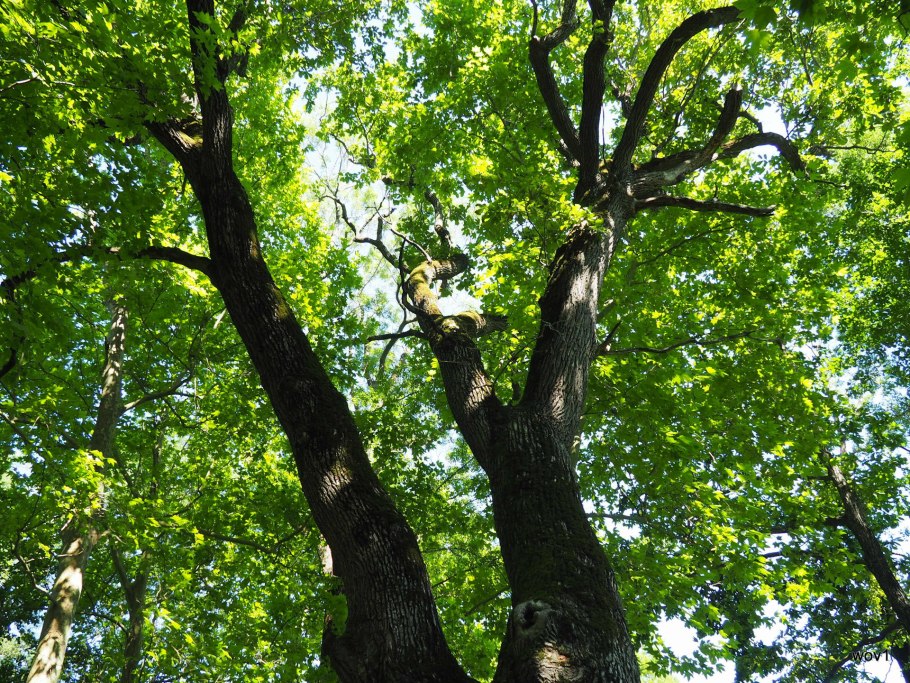 Дуб великан саратов кумысная поляна