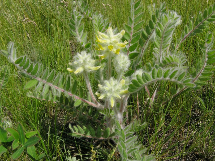 Astragalus nuttallianus