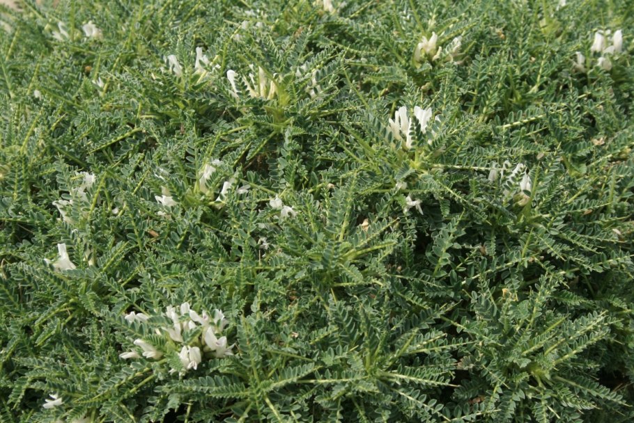 Astragalus tragacantha