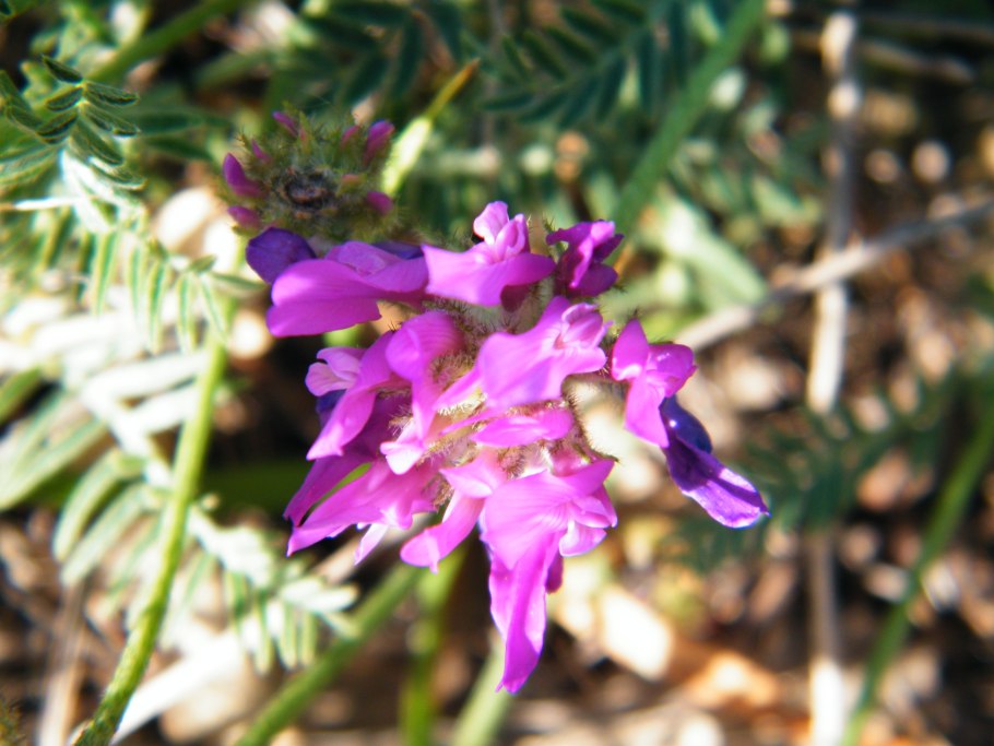 Астрагал тибетский