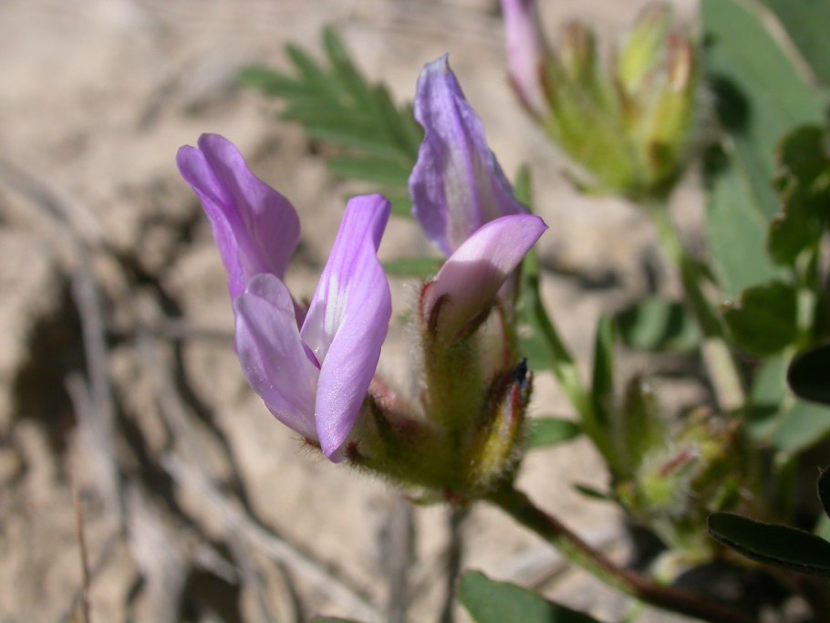 Astragalus cibarius
